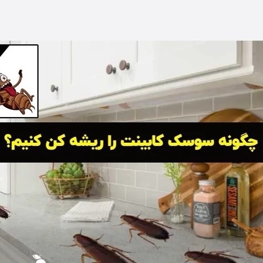 سم سوسک کش رونج کشنده ترین سم بدون بو ارسال رایگان