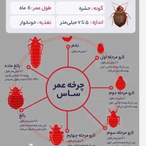سم ساس پیرانا تحت لیسانس کشنده ترین ساس کش دنیا ،اورجینال و ارسال رایگان