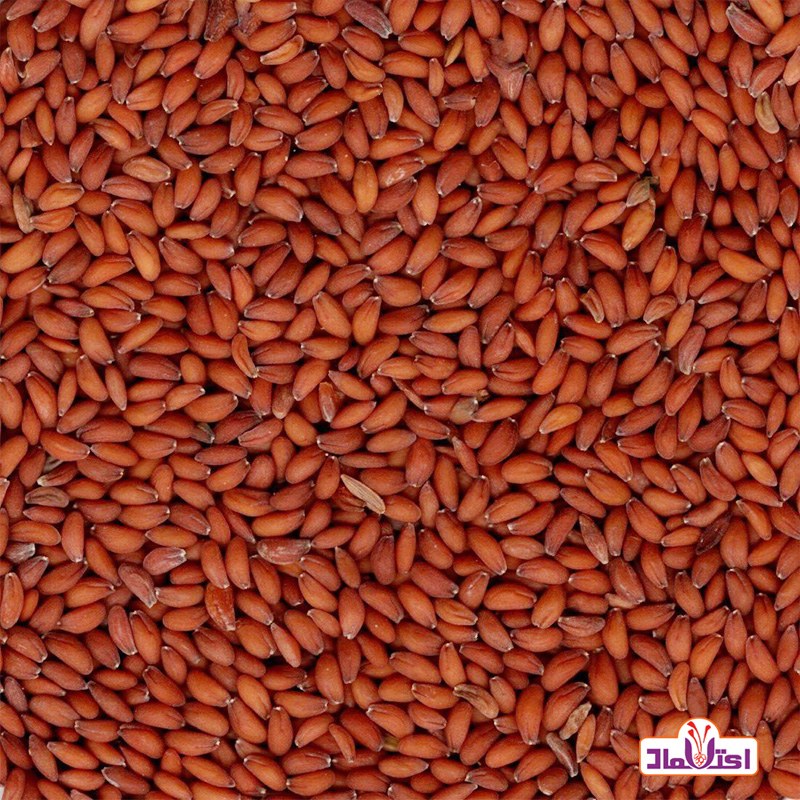 بذر شاهی 100گرمی اعتماد درجه یک و اعلا