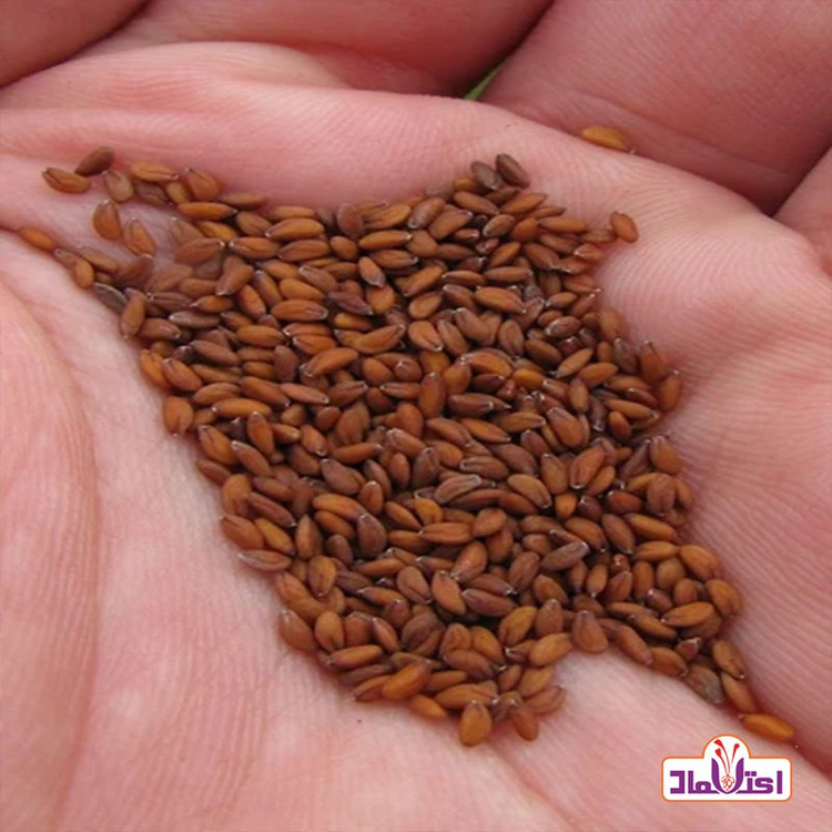 بذر شاهی 100گرمی اعتماد درجه یک و اعلا