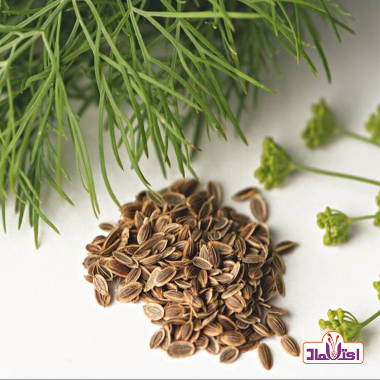 بذر شوید اعلا 100 گرمی اعتماد تازه و سورت