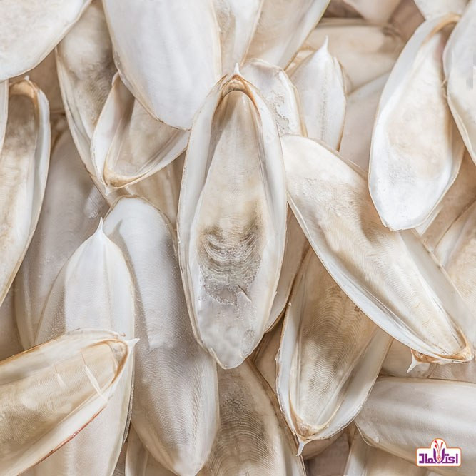 کف دریا 250 گرمی اعتماد( کلسیم پرندگان )