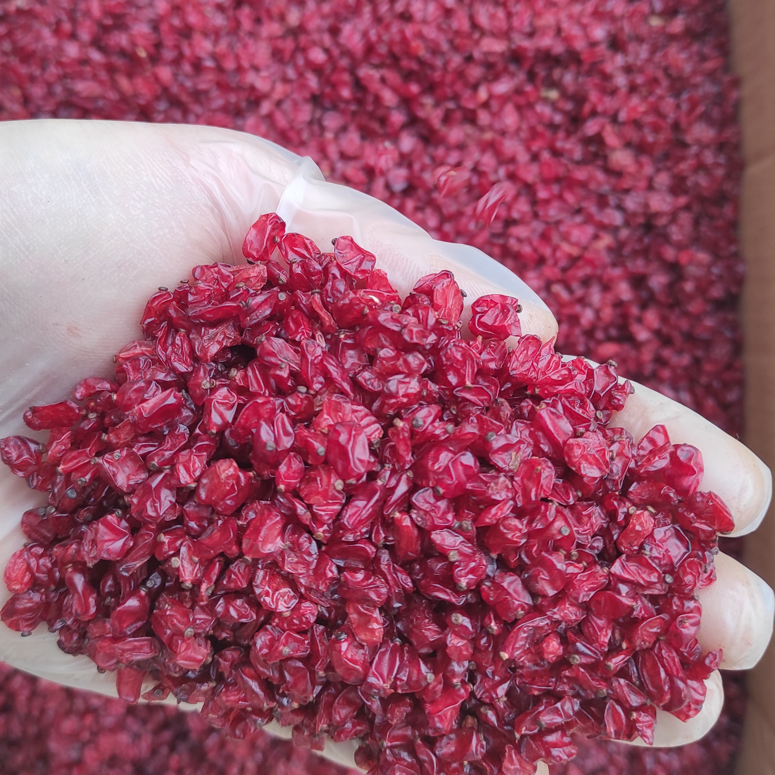 زرشک اناری اعلا امسالی یک کیلویی اعتماد گوشتی و تازه
