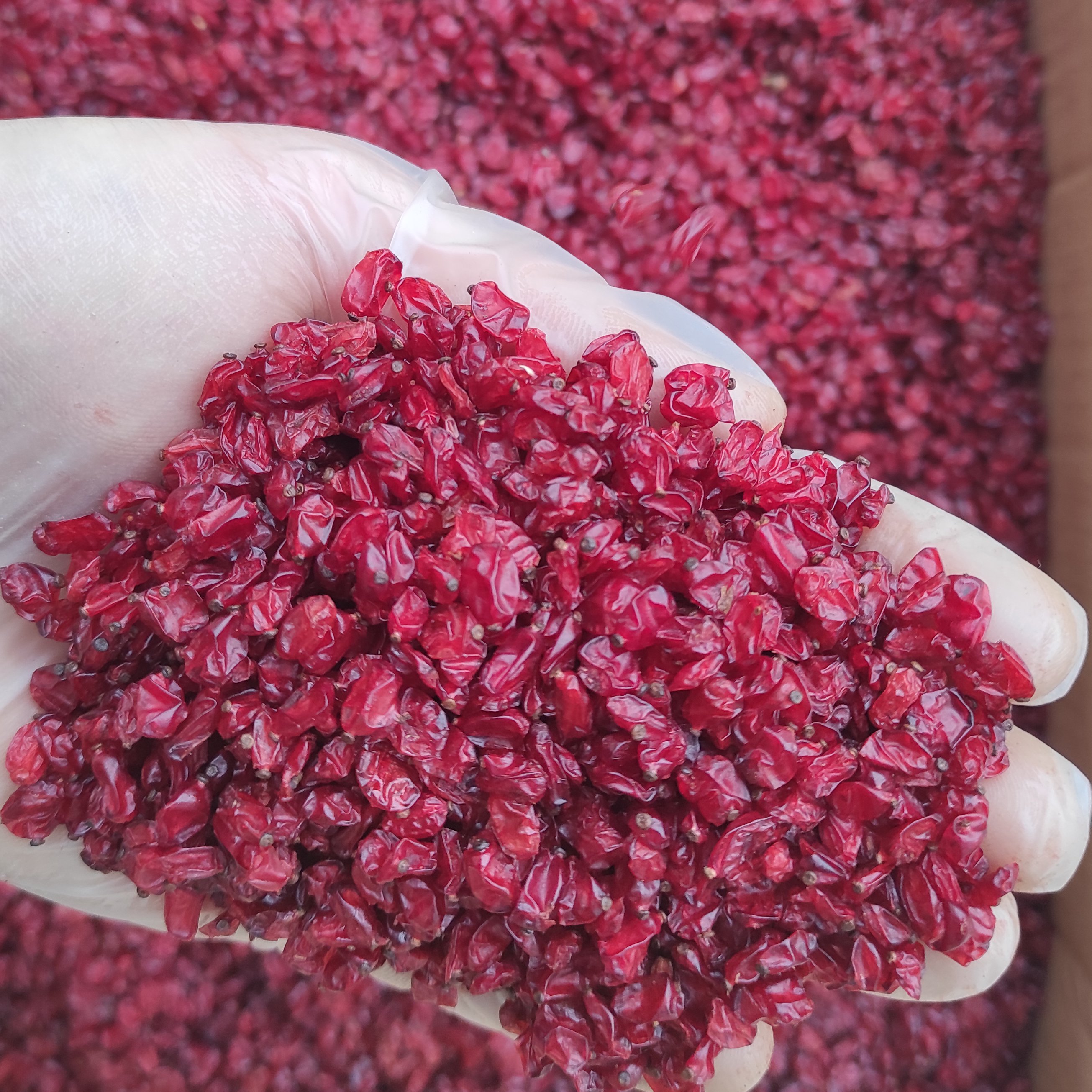 زرشک اناری اعلا امسالی 500 گرمی اعتماد گوشتی و تازه