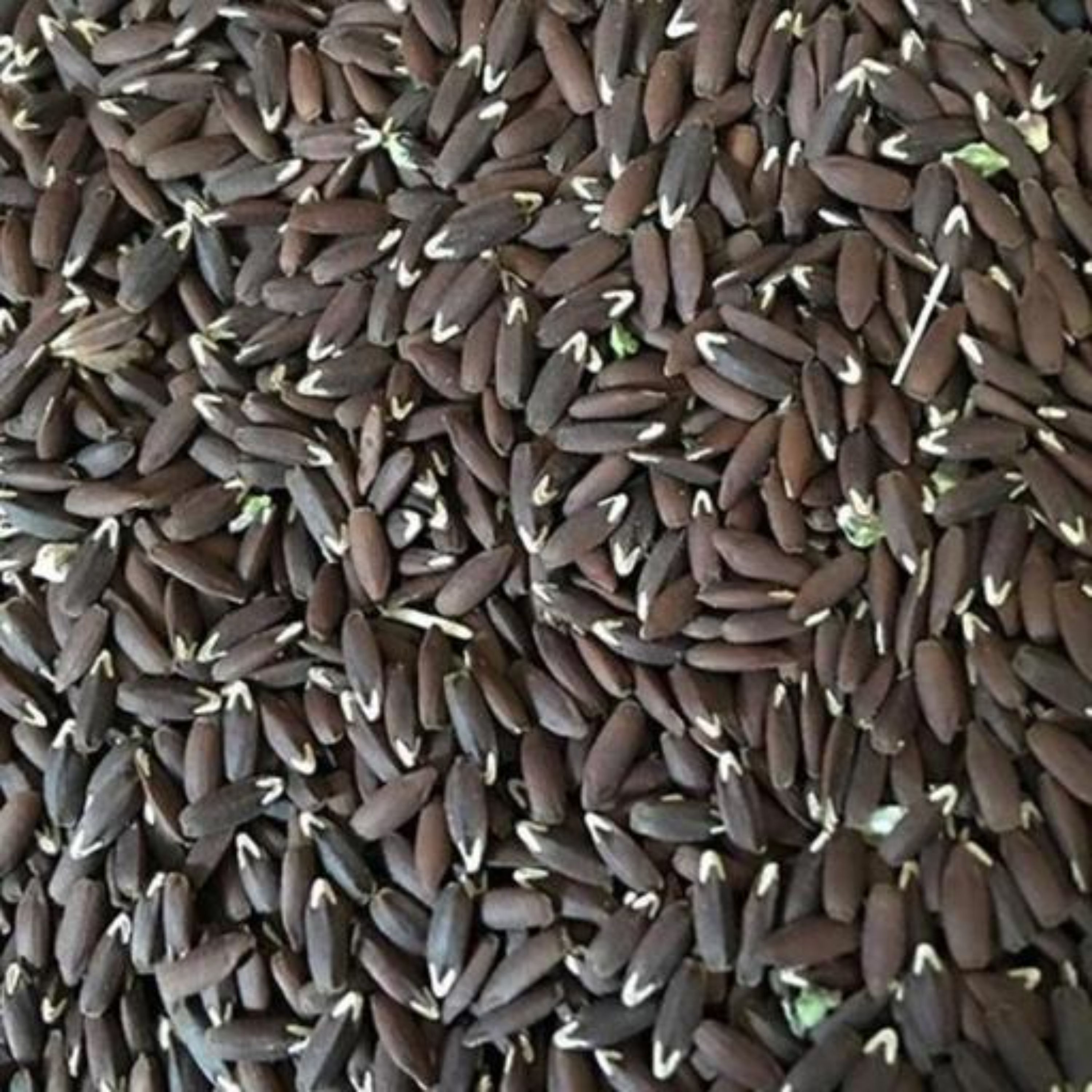 تخم کتان سیاه برزک ممتاز فدک (250گرم)
