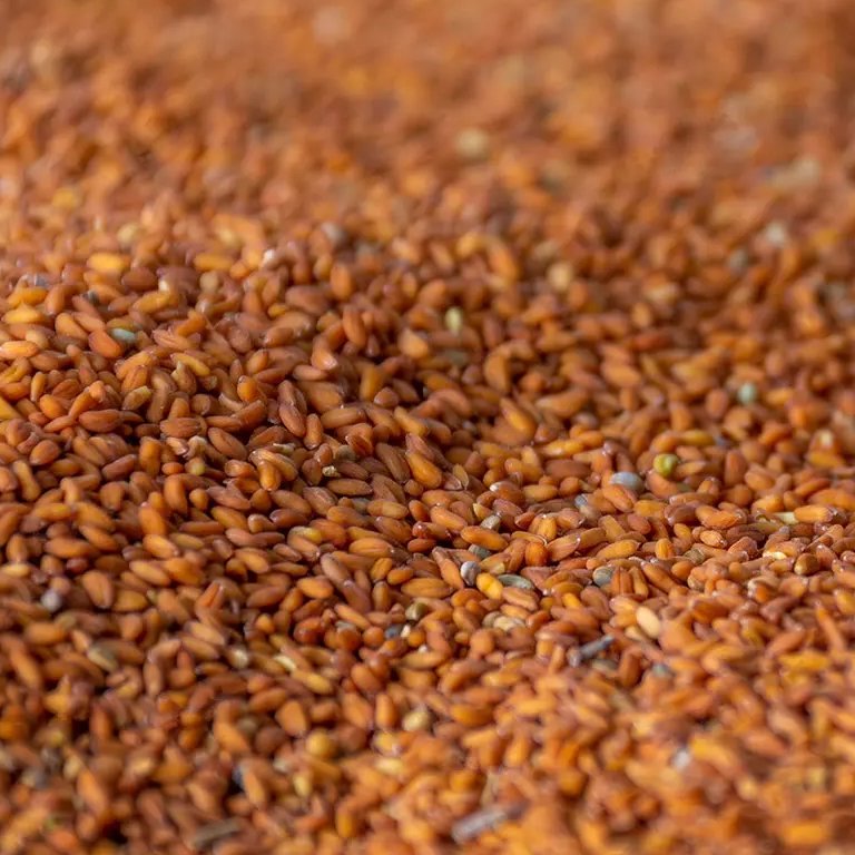 بذر سبزی شاهی ممتاز 70 گرم فدک (سبزه هفت سین)