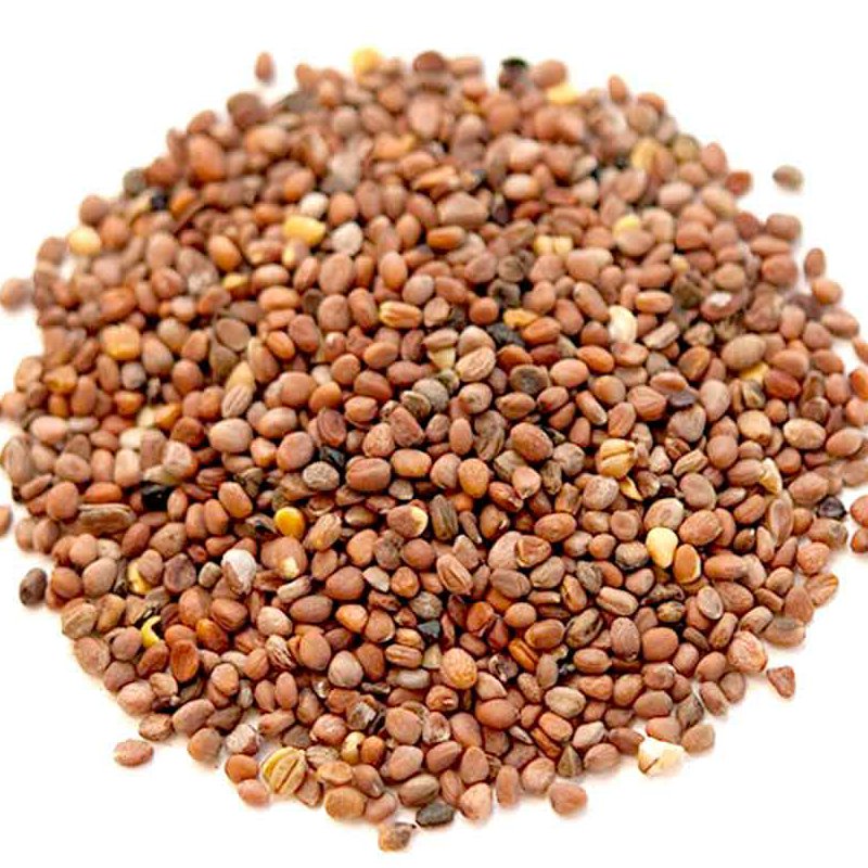 بذر سبزی تربچه ایرانی ممتاز فدک (باغچه خانگی)