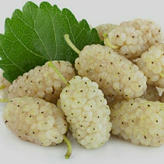 سرکه توت ممتاز فدک (نیم لیتر)