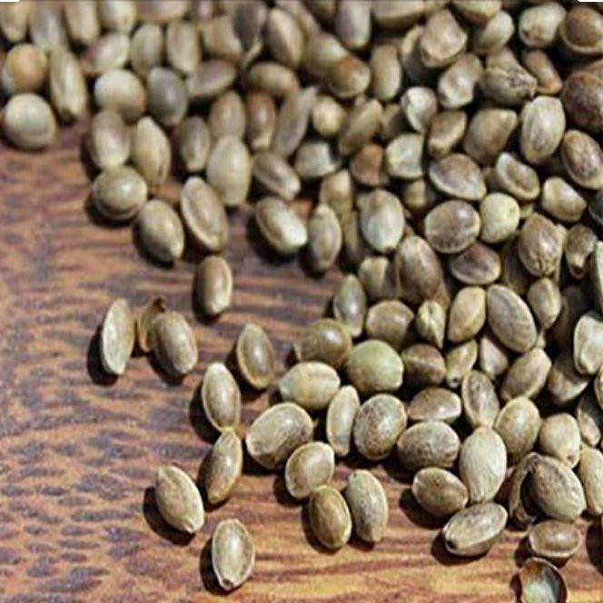 شاهدانه خام ممتاز فدک (200گرم)