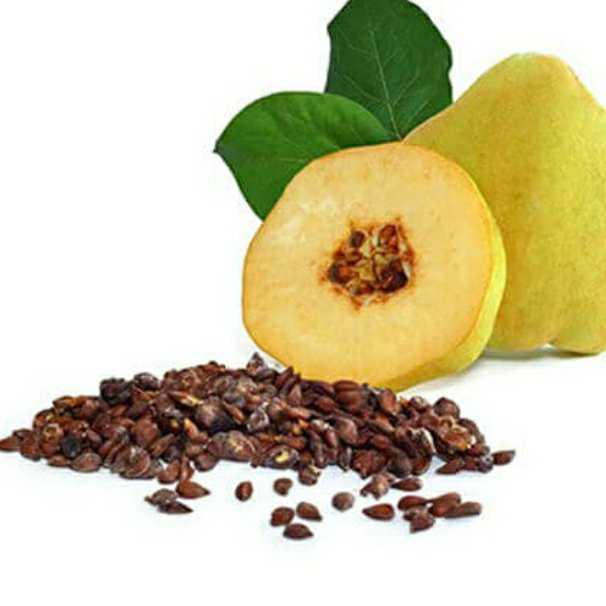 به دانه ممتاز 50 گرم فدک (بهدانه موثر در بهبود گوارش)