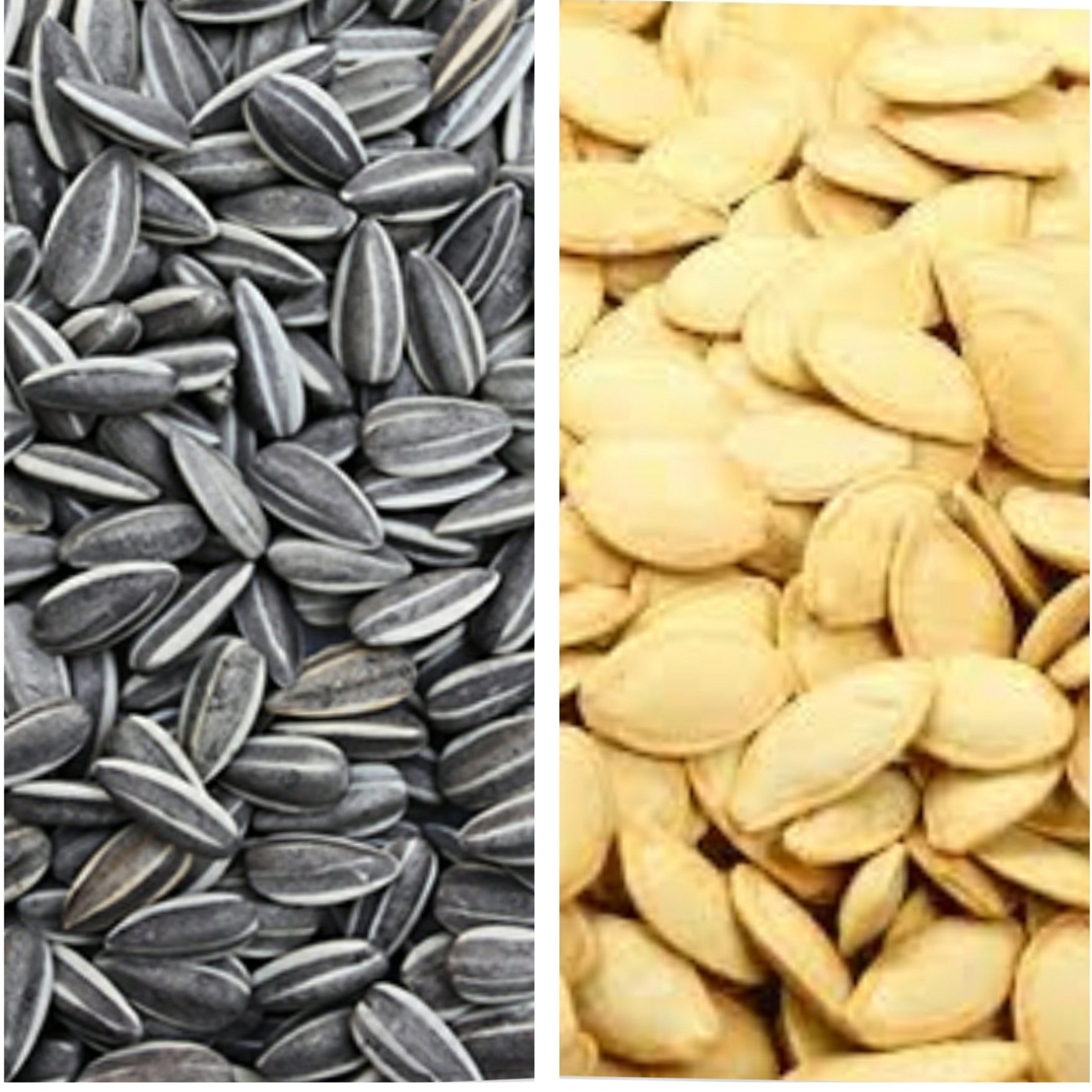 پک تخمه آفتابگردان و تخمه کدو فدک(250 گرم آقتاب 300 گرم کدو) (فروش ویژه)