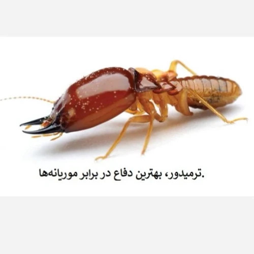 نابودی موریانه ها با بهترین سم ترمیدور