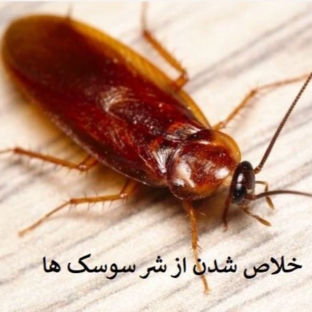 نابودی سوسک فاضلابی از خانه ها با سم ریونج