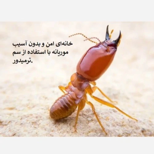 نابودی موریانه ها با بهترین سم ترمیدور