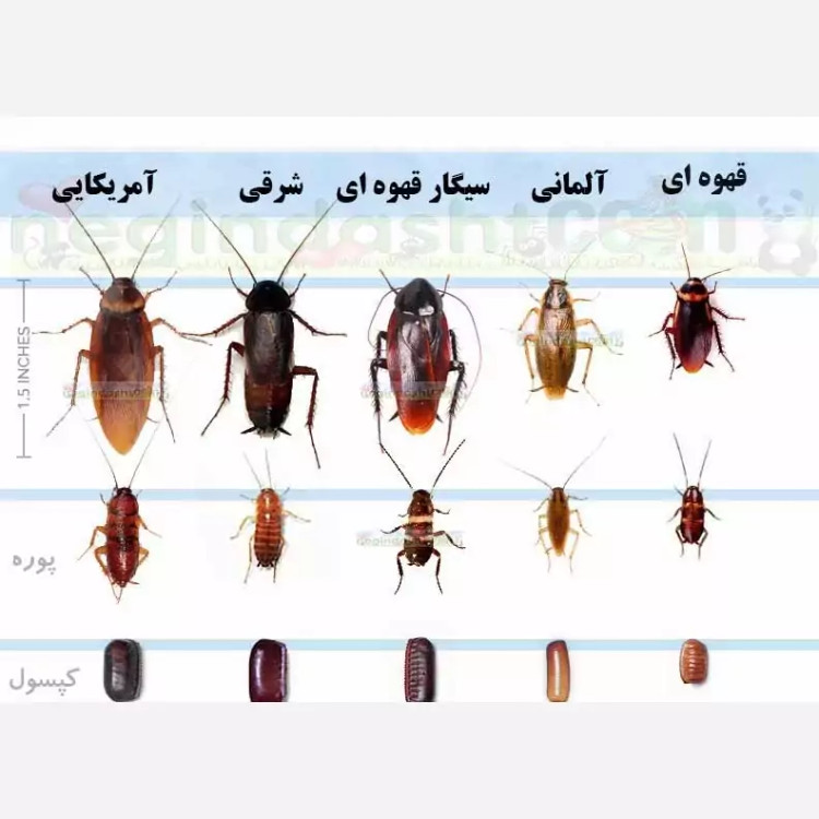سم یک لیتری سوسک کش ریز و درشت ریپلزال بدون بو ، ارسال رایگان مدل 1