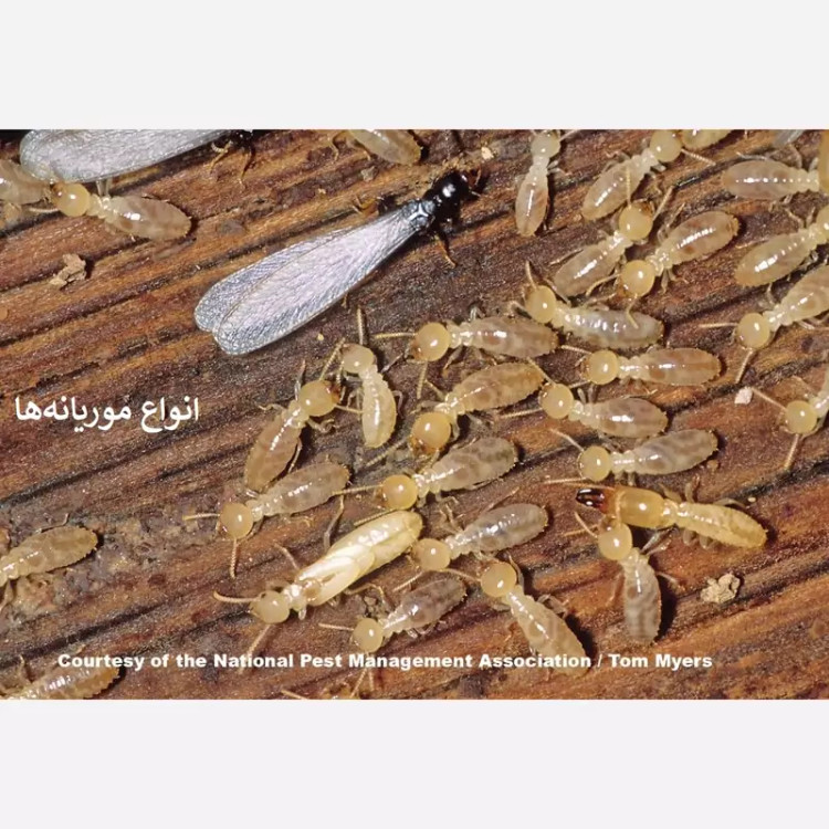 سم موریانه کش ترمیدور نسخه اصلی با ضمانت غرفه برتر ( ارسال رایگان ) مدل 1