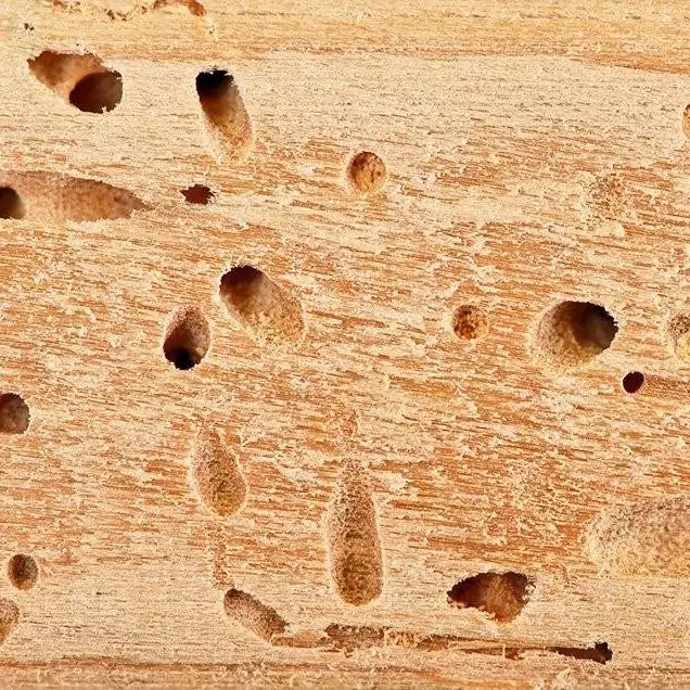 سم موریانه کش آمادرو رقیب سرسخت موریانه ارسال رایگان مدل 1