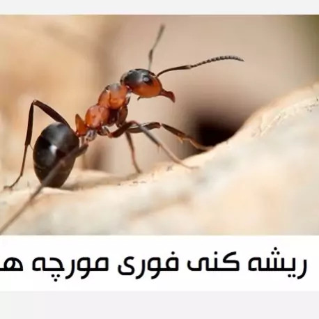 سم مورچه کش انت کیلر بدون بو ارسال رایگان مدل 1
