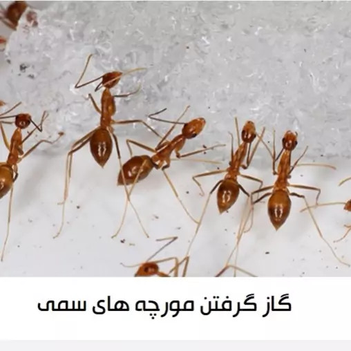 سم مورچه کش انت کیلر بدون بو ارسال رایگان مدل 1