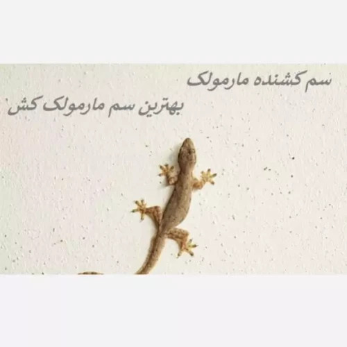 سم مارمولک کش لیزارد کشنده ترین سم ارسال رایگان مدل 1