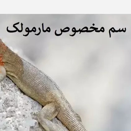 سم مارمولک کش لیزارد کشنده ترین سم ارسال رایگان مدل 1