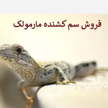 سم مارمولک کش لیزارد کشنده ترین سم ارسال رایگان مدل 1