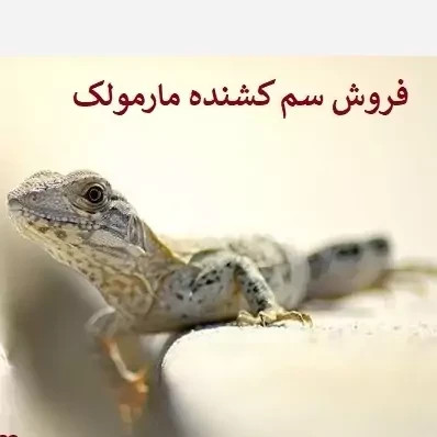 سم مارمولک کش ساویر بدون بو ارسال رایگان مدل 1