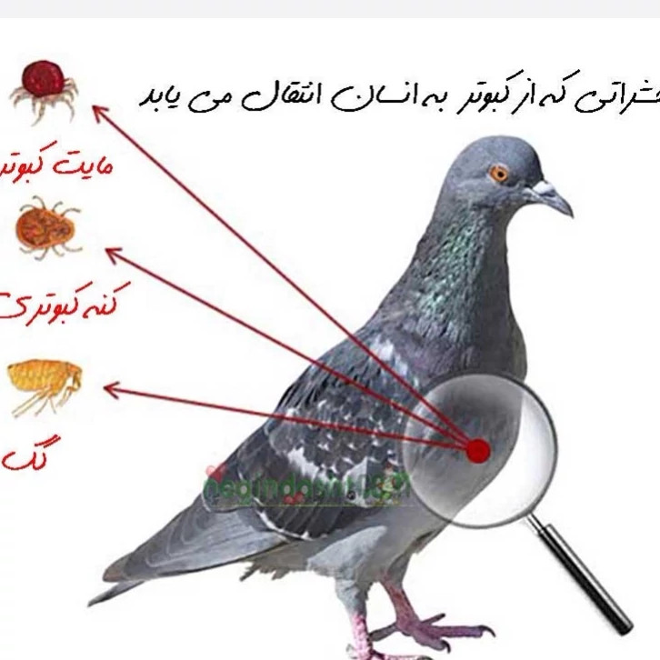 سم کنه کش اصلی بایر مکس فورس اورجینال ارسال رایگان مدل 1