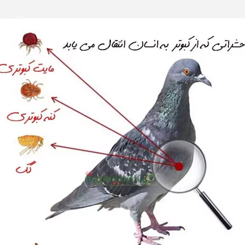 سم کنه کبوتری بلک فلگ ارسال رایگان مدل 1