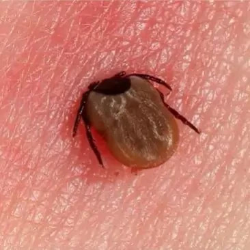 سم کنه کبوتری بلک فلگ ارسال رایگان مدل 1