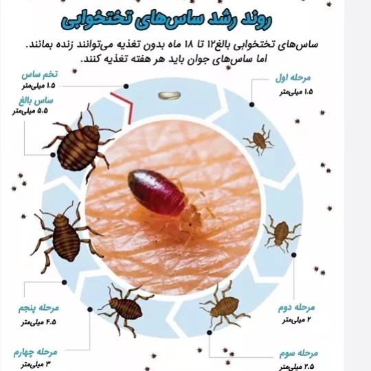سم کشنده کراس فایر حشره کش نسل جدید با فرمولاسیون ژاپنی ارسال رایگان مدل 1