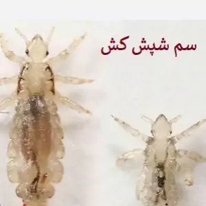 سم شپش کش پرمکترین ارسال رایگان مدل 1