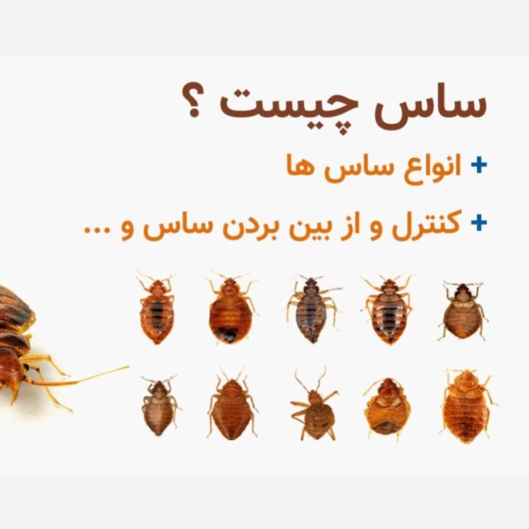 سم ساس کش کراس فایر نسخه بروز شده پیرانا ارسال رایگان مدل 1