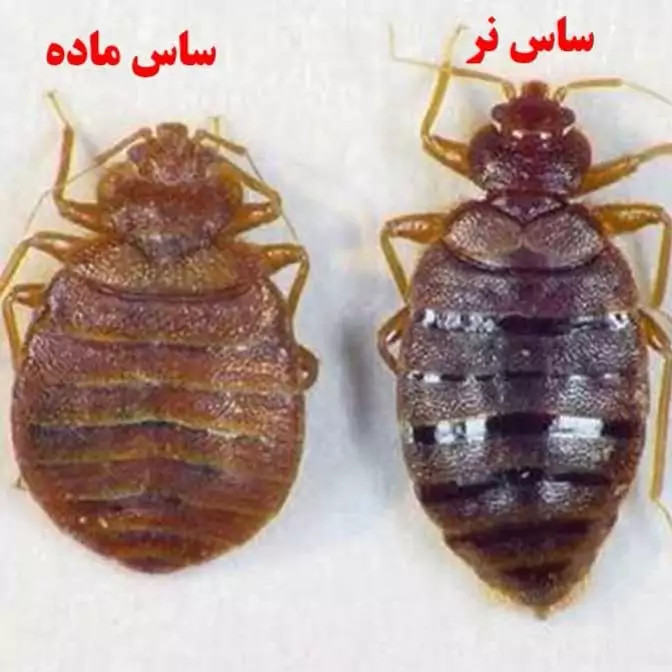 سم ساس پرو مکث رقیب ساس های خونخوار ارسال رایگان مدل 1