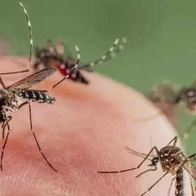 سم پشه کش بات بدون بو ارسال رایگان مدل 1