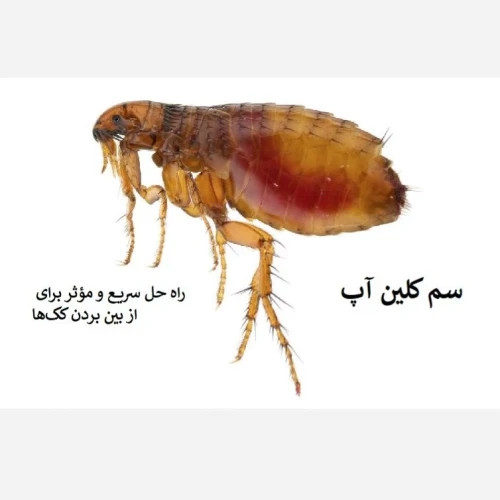راه حل قطعی برای نابودی کک سم کلین آپ