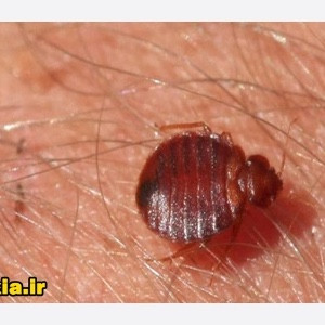سم کشنده کراس فایر حشره کش نسل جدید با فرمولاسیون ژاپنی ارسال رایگان