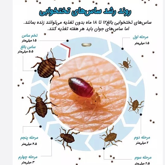 پودر گوگرد کمیاب مخصوص ریشه کنی ساس ارسال رایگان