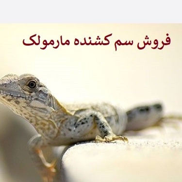 سم مارمولک کش لیزارد کشنده ترین سم ارسال رایگان