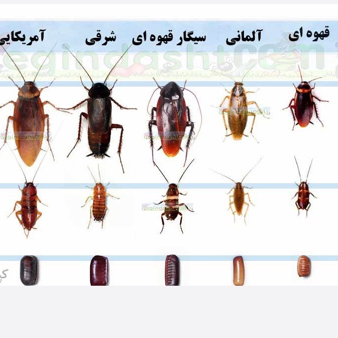 سم سوسک کش رونج کشنده ترین سم بدون بو ارسال رایگان