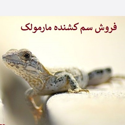 سم مارمولک کش ساویر بدون بو ارسال رایگان