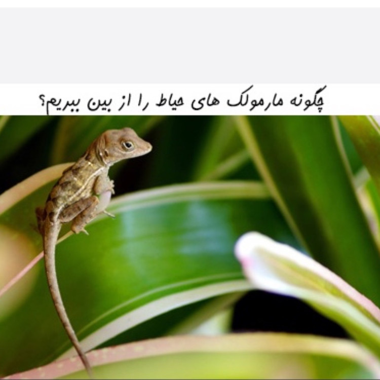 سم 4 لیتری مارمولک کش آکوشام چینی عمده ارسال رایگان
