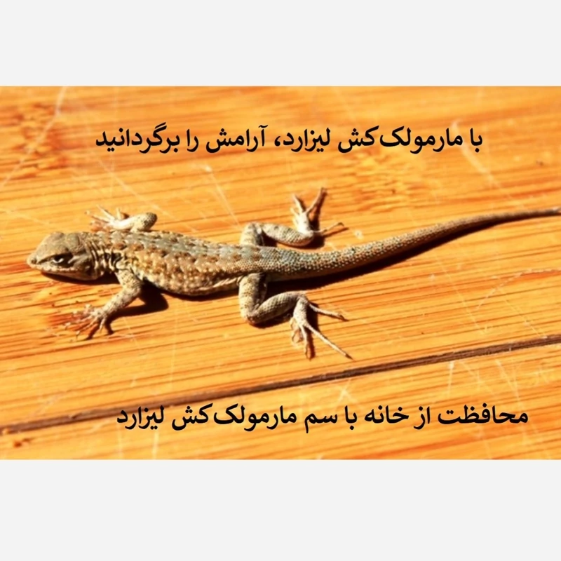 سریع از شر مارمولک خلاص شوید لیزارد