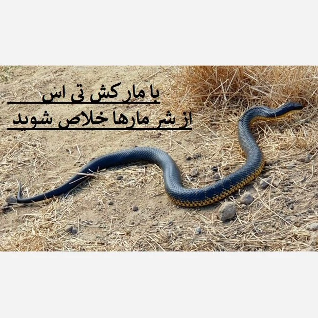 راه‌حل سریع برای دفع مارها با سم تی اس