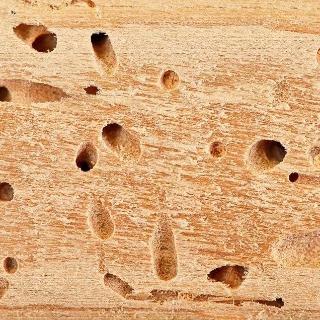سم موریانه کش آمادرو رقیب سرسخت موریانه ارسال رایگان