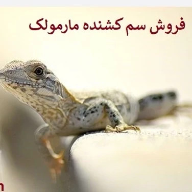 سم مارمولک کش لیزارد LIZARD قاتل مارمولک های مزاحم ارسال رایگان