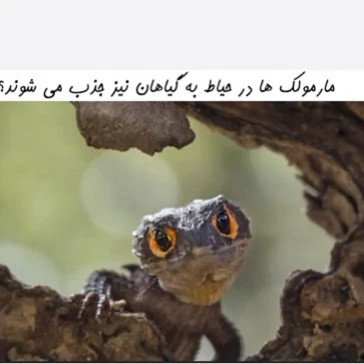 سم مارمولک کش ساویر SAWYER اورجینال ارسال رایگان