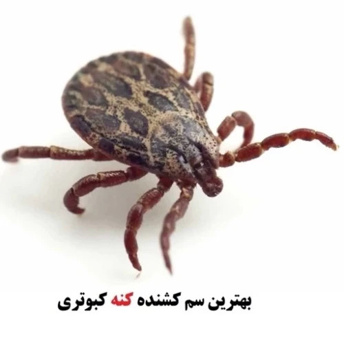 سم کنه کبوتری برند بلک فلگ کابوس کنه های کبوتری ارسال رایگان