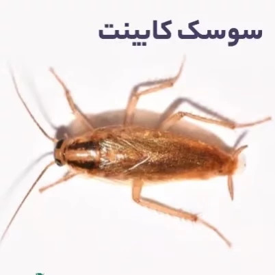 سم سوسک کش رونج کشنده ترین سم بدون بو ارسال رایگان مدل 2