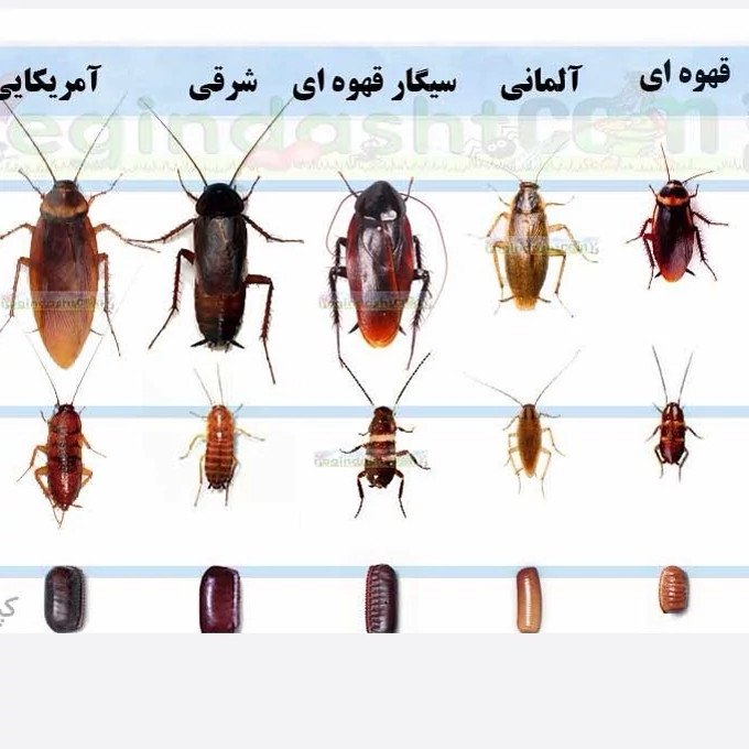 سم سوسک کش رونج کشنده ترین سم بدون بو ارسال رایگان مدل 2